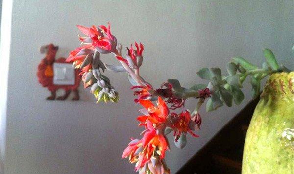 特玉莲会开花吗