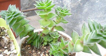 茜之塔浇 茜之塔浇