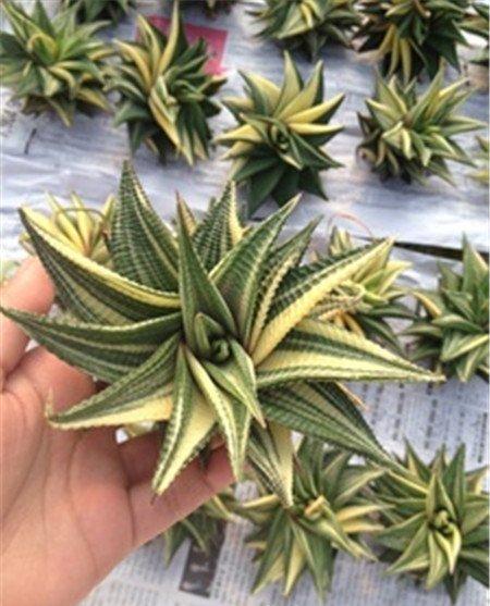 琉璃殿 琉璃殿