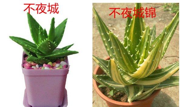 不夜城和不夜城锦的区别