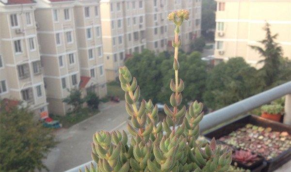 绒针会开花吗