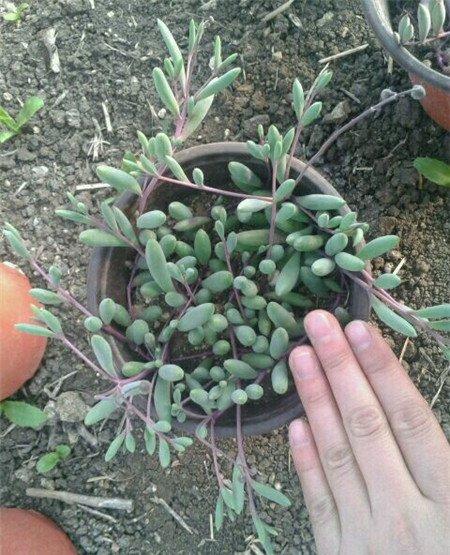 绒针花枝乱颤