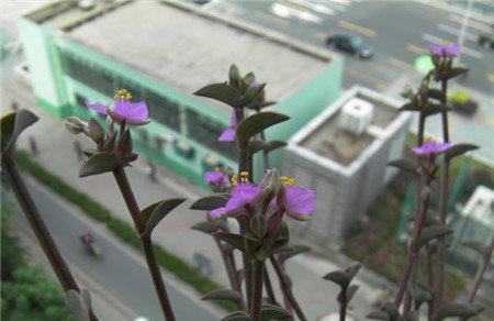 重扇装饰你的阳台