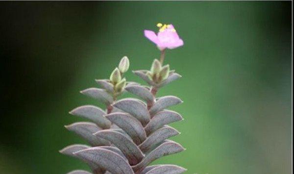 重扇会开花吗
