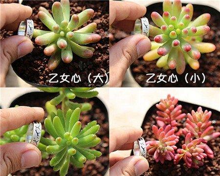 区别方法一:看叶片颜色 区别方法一:看叶片颜色