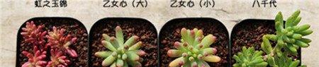 区别方法二:看叶片长度 区别方法二:看叶片长度