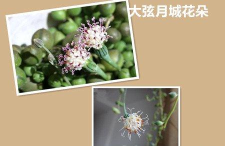 绿之铃与大弦月城花朵区别 绿之铃与大弦月城花朵区别