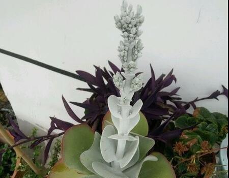 唐印花型不大好看