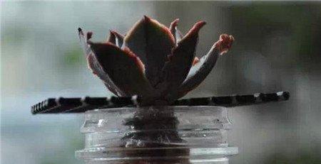 一、无根多肉植物怎么缓根 一、无根多肉植物怎么缓根