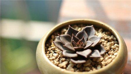 三、已经缓根的多肉植物干瘪发皱怎么办 三、已经缓根的多肉植物干瘪发皱怎么办