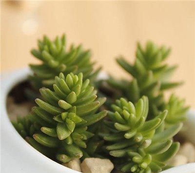 白花小松的养殖:摆放位置 白花小松的养殖:摆放位置