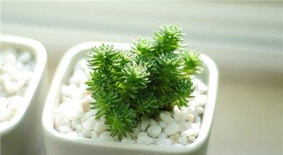 白花小松的养殖:温度要求 白花小松的养殖:温度要求