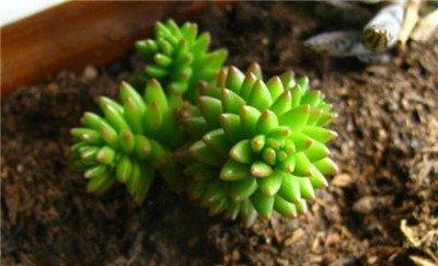 白花小松的养殖:浇水方法 白花小松的养殖:浇水方法