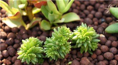 了解白花小松 了解白花小松