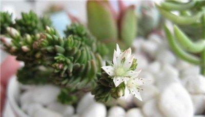 白花小松小白花