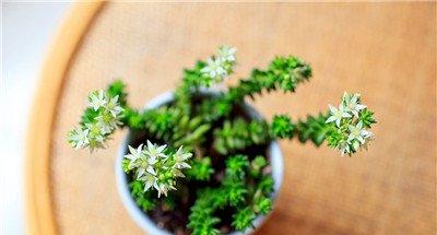 白花小松开花