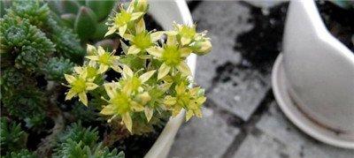 白花小松什么时候开花