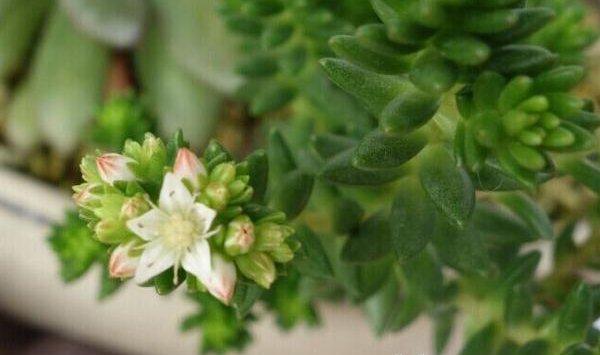 白花小松什么时候开花
