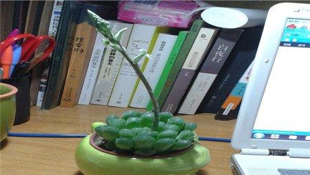 玉露花葶 玉露花葶