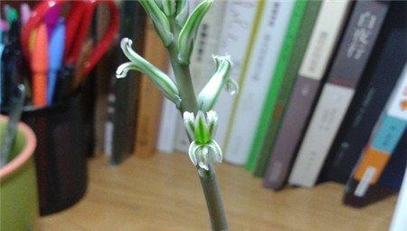 玉露花