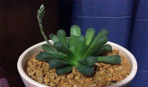 玉露开花吗，开花之后会死吗