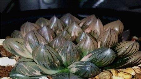 霓虹灯锦