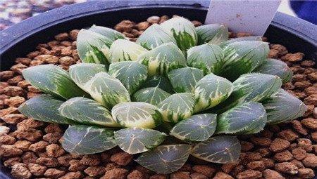 别系玉露锦