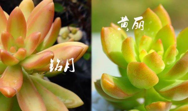 怎么区别黄丽和铭月