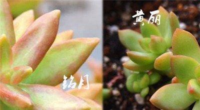 黄丽与铭月的区别三：看叶尖