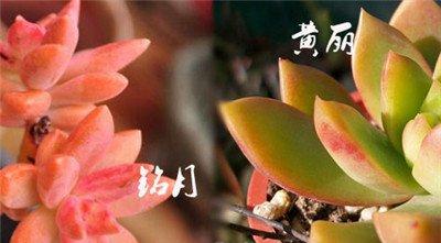黄丽与铭月的区别二：看颜色