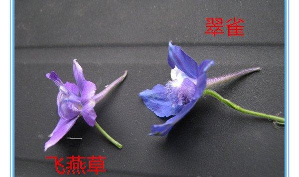 怎么区别飞燕草和翠雀