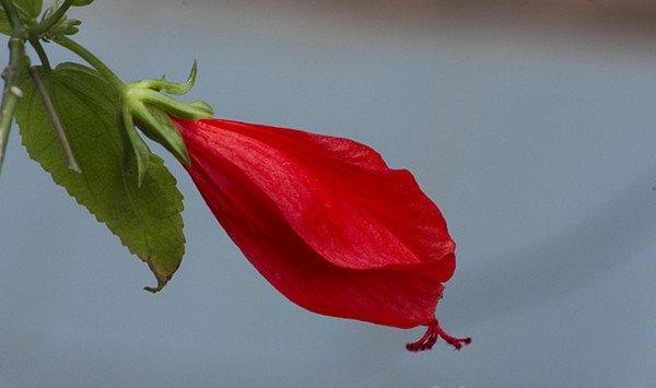 悬铃花开花吗