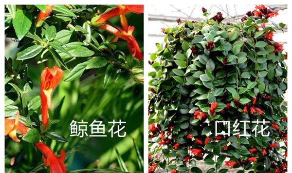 鲸鱼花和口红花的区别