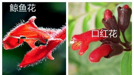 鲸鱼花和口红花的区别之花朵 鲸鱼花和口红花的区别之花朵