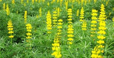 黄花羽扇豆