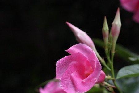 飘香藤的花期 飘香藤的花期