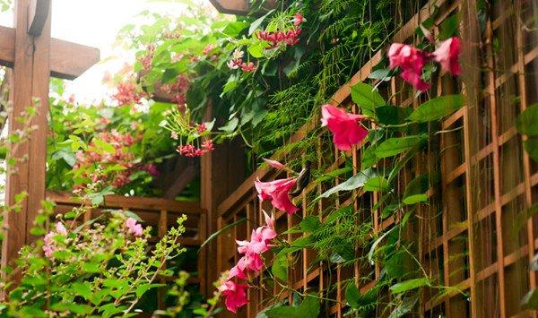 飘香藤什么时候开花 飘香藤什么时候开花