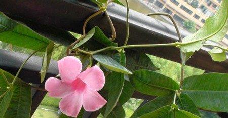 飘香藤开花注意事项 飘香藤开花注意事项