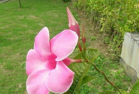 飘香藤的花语 飘香藤的花语