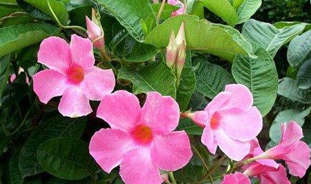 飘香藤的花型花色 飘香藤的花型花色