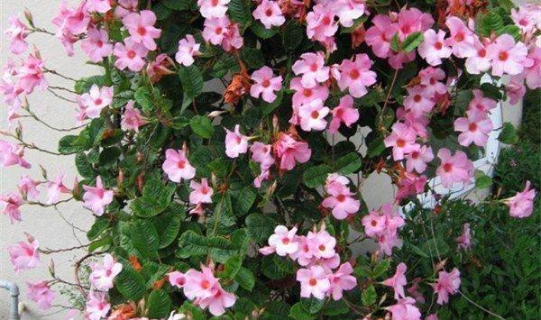 飘香藤的养殖方法和注意事项 飘香藤的养殖方法和注意事项