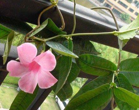 飘香藤的养殖注意事项 飘香藤的养殖注意事项