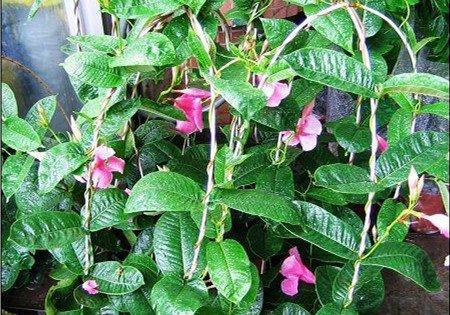 飘香藤的养殖方法 飘香藤的养殖方法