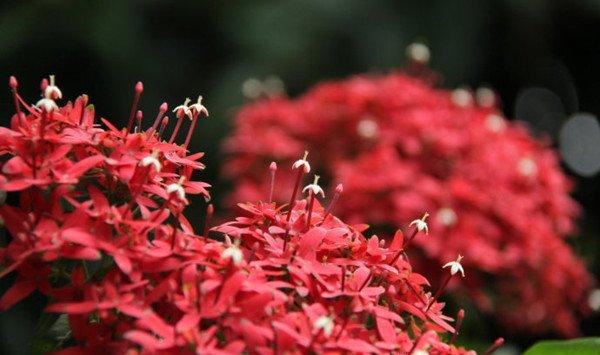 繁星花的品种