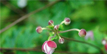 打破碗碗花 打破碗碗花