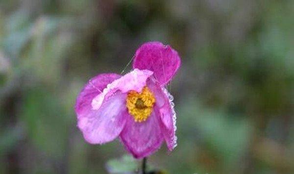 打碗花、打破碗花、打破碗碗花都是些什么植物