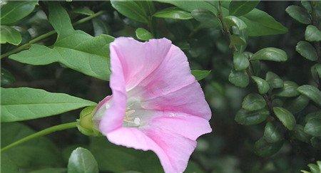 打碗花 打碗花