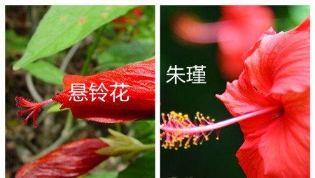 悬铃花和朱瑾的区别