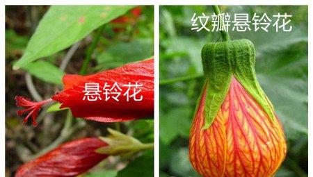 悬铃花和纹瓣悬铃花的区别