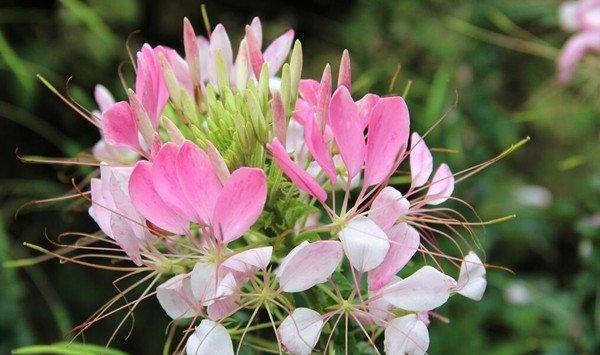 醉蝶花家庭养殖方法和注意事项